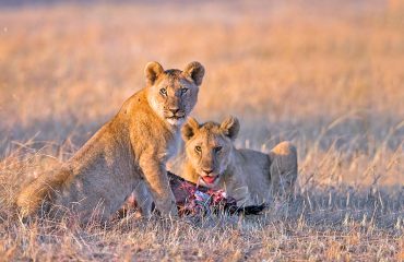 African Safaris Banner