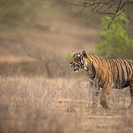 Ranthambhore is one of the country’s oldest and largest Tiger reserves.With multiple lakes and a dry forest, Ranthambhore has one of the best Tiger sightings of all parks.