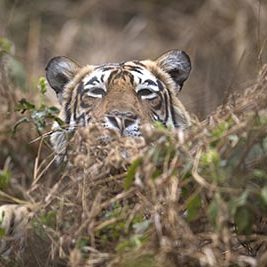 Sariska is the nearest Tiger reserve from the capital city of Delhi and recently has seen a spur in Tiger sightings
