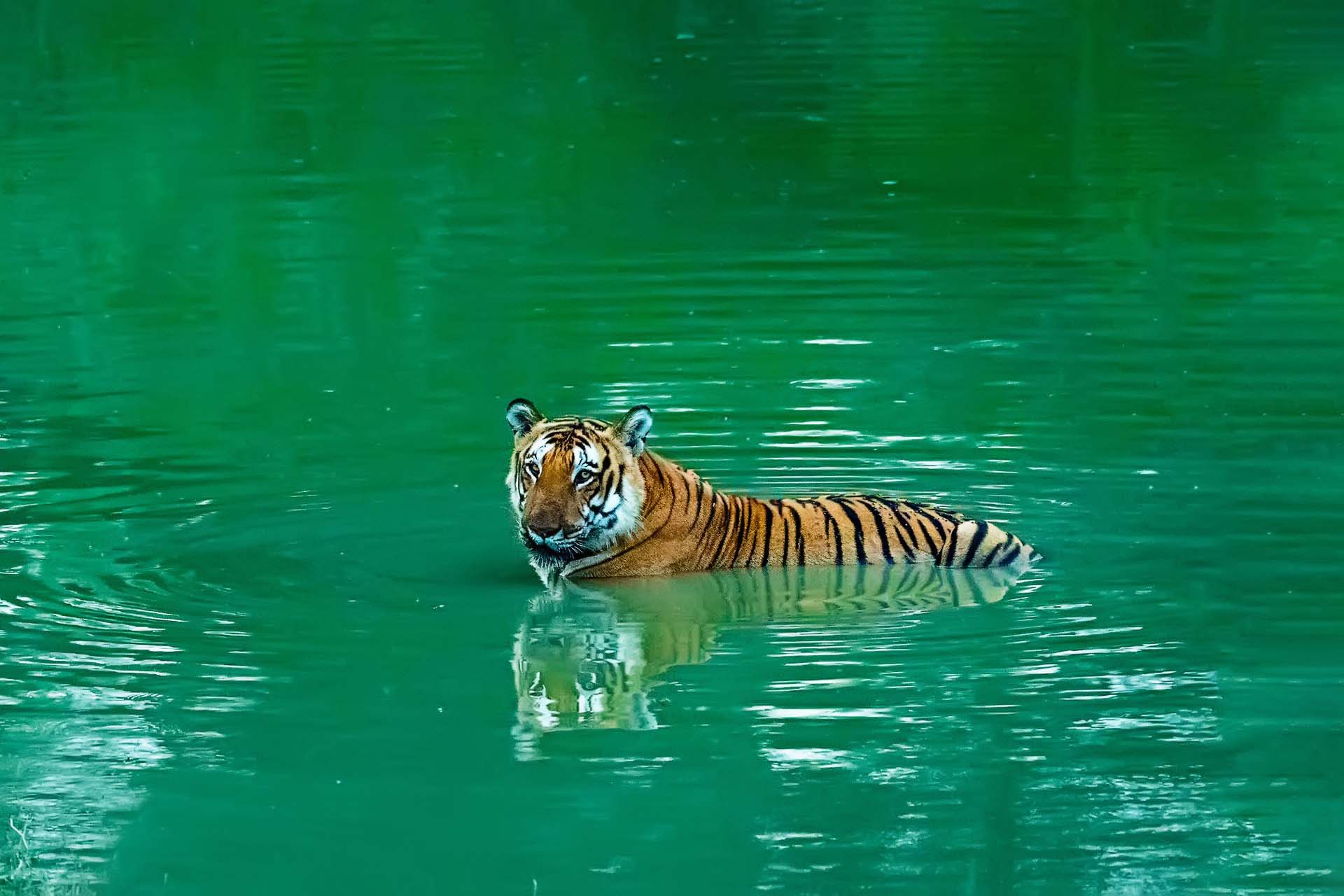 Best Tiger Safaris And Photography Destinations