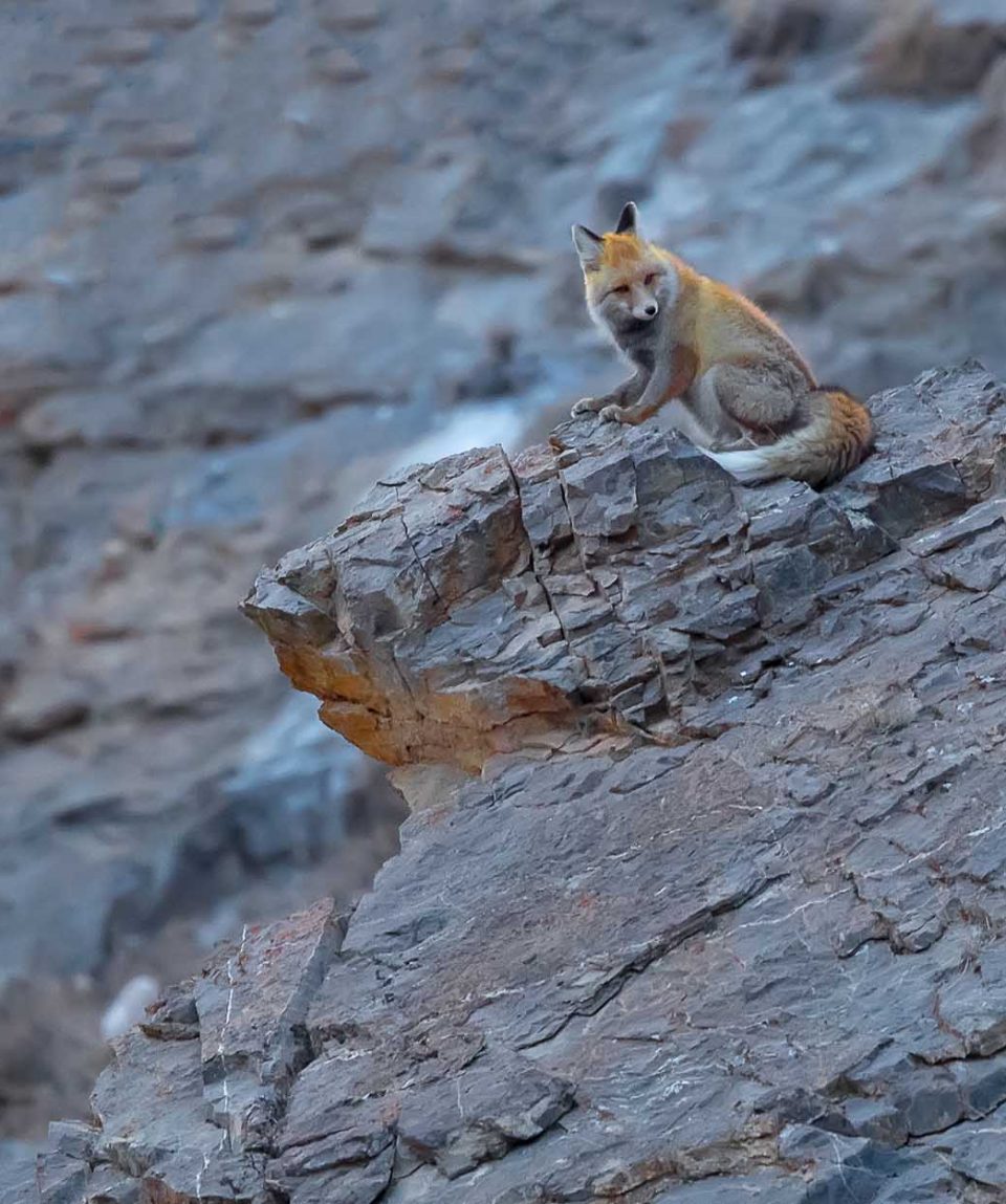 Red Fox, Spiti