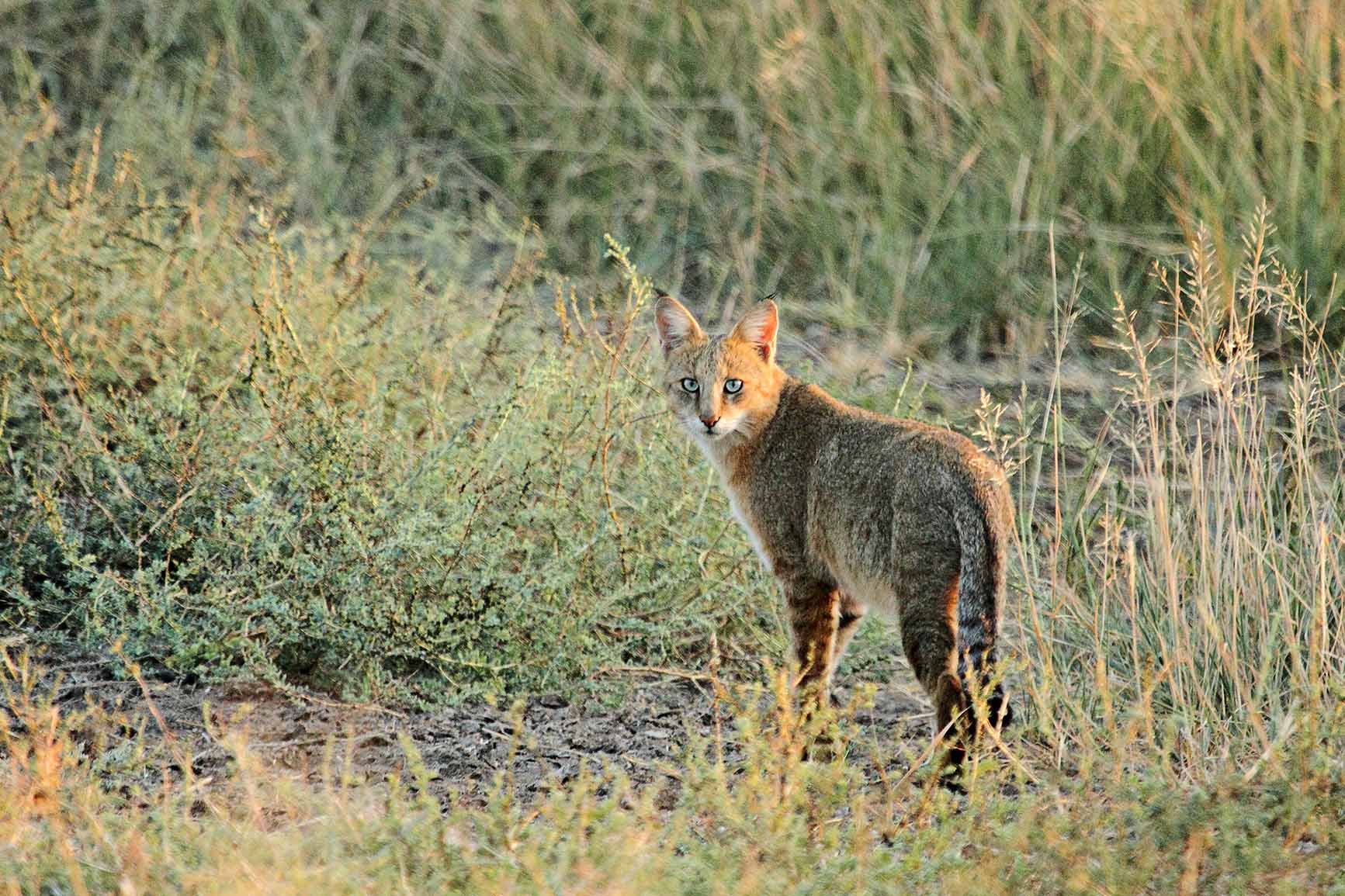 Jungle Cat, Velvadar