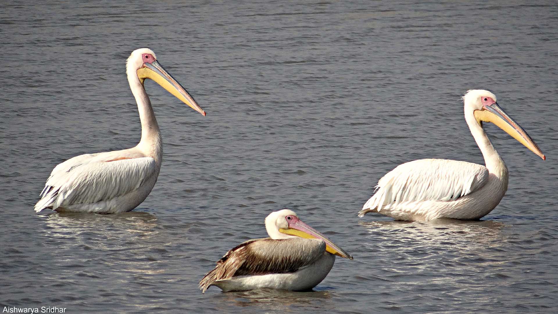 Great white pelicans