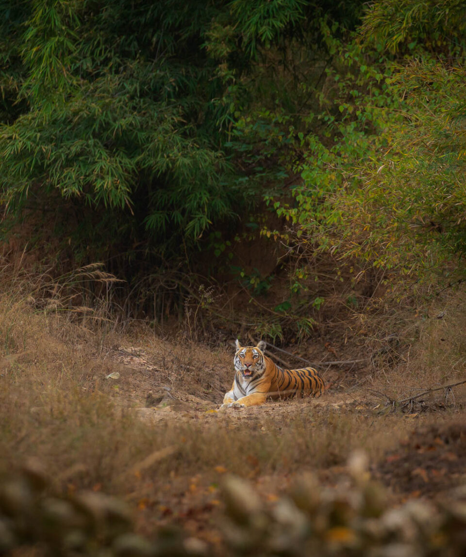 Bandhavgarh Tiger in June