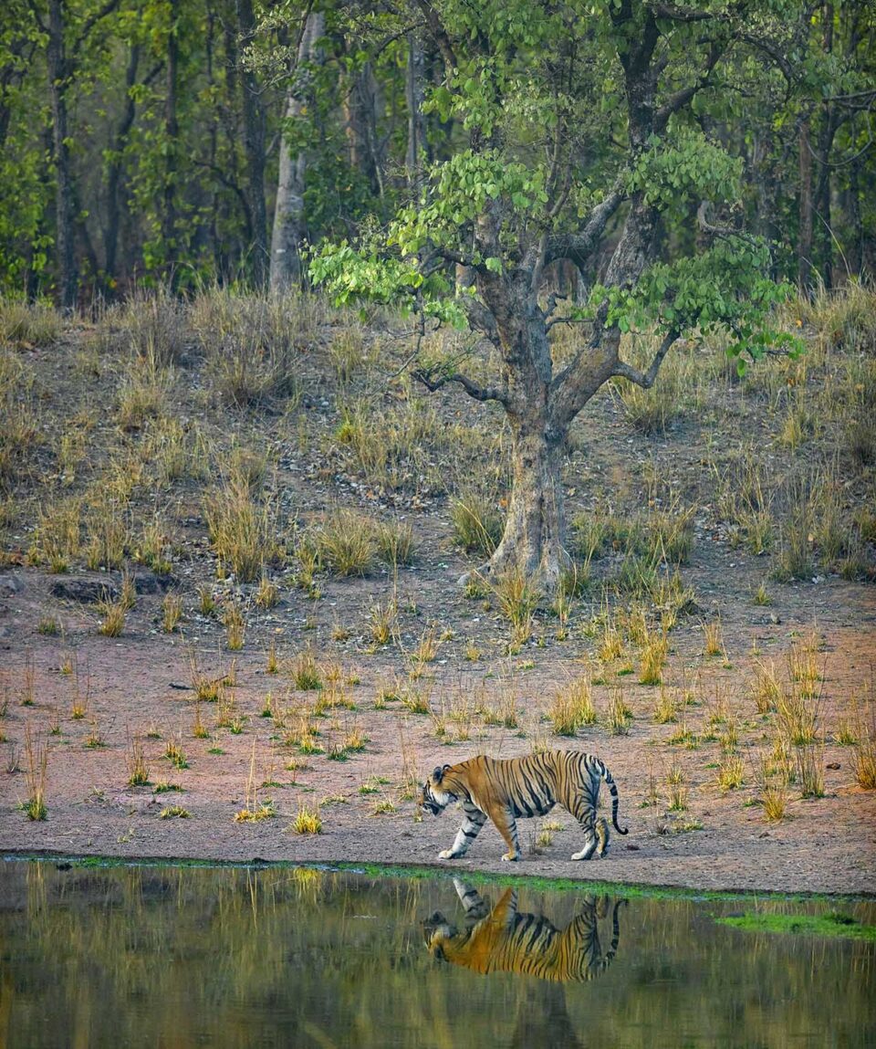 Bandhavgarh Tiger in June