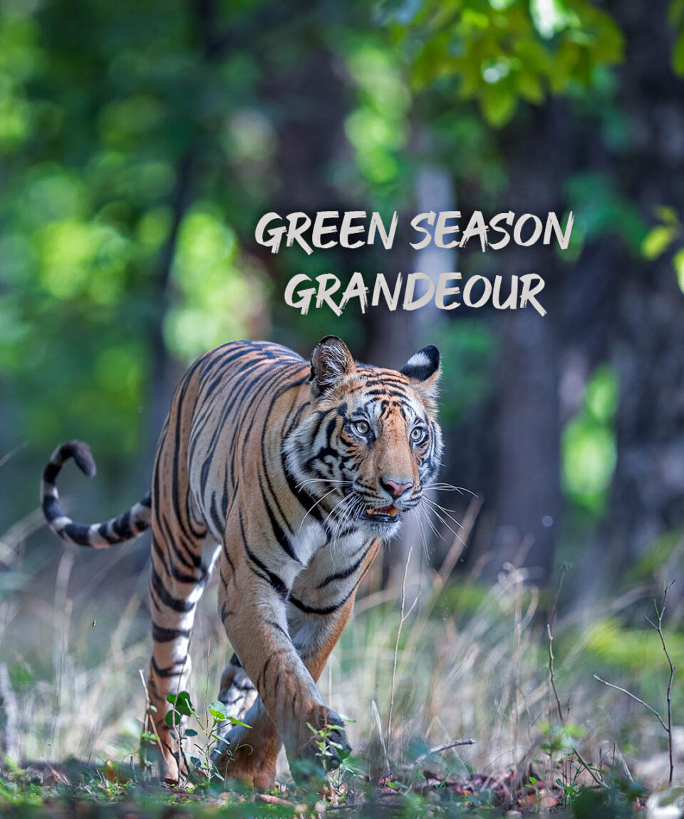 Bandhavgarh June