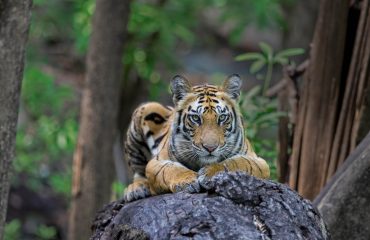 Bandhavgarh cub