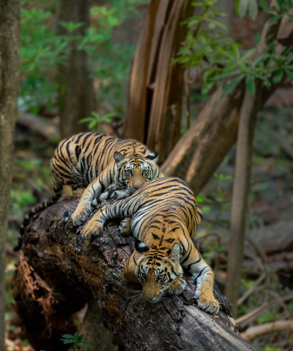 Bandhavgarh cubs