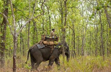 Elephant Ride