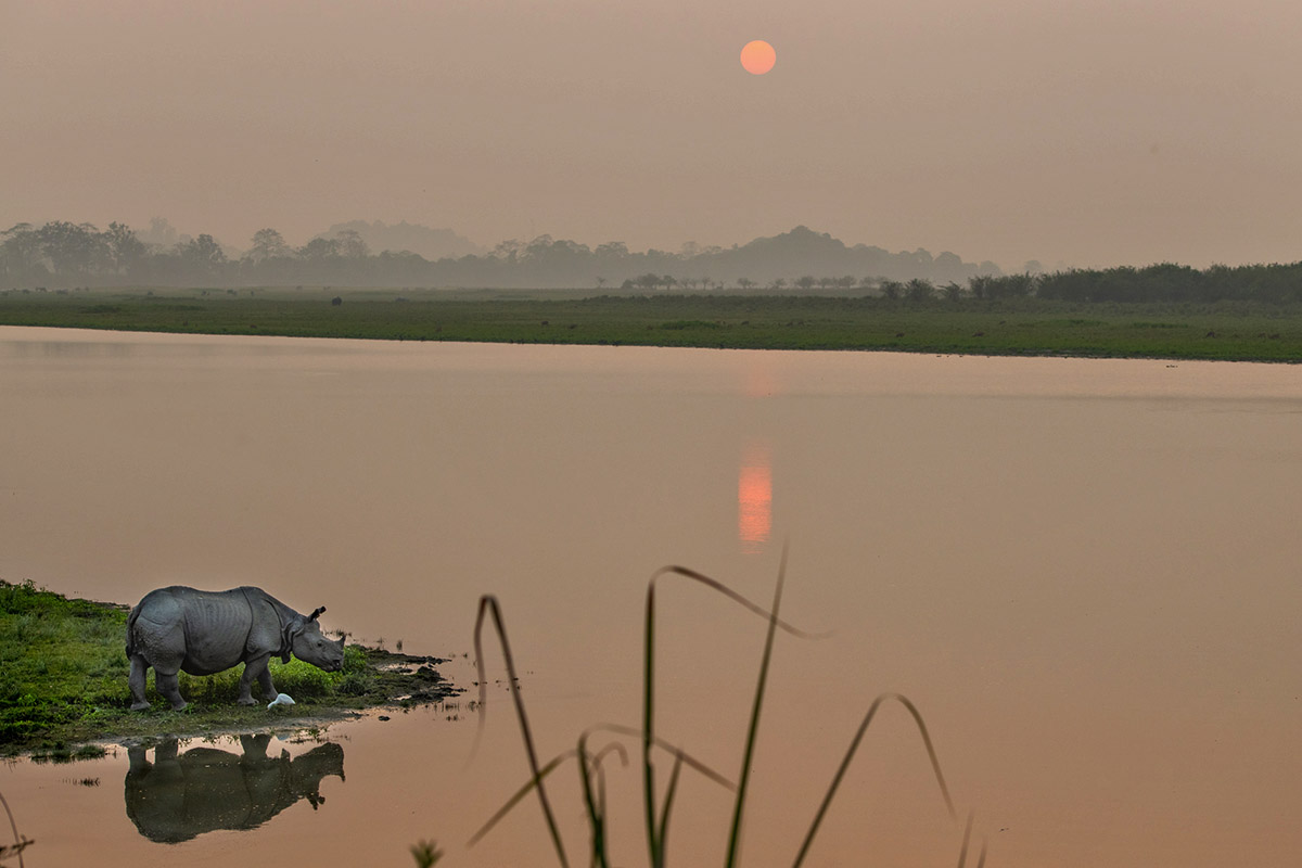 Rhino at sunset, Kaziranga.