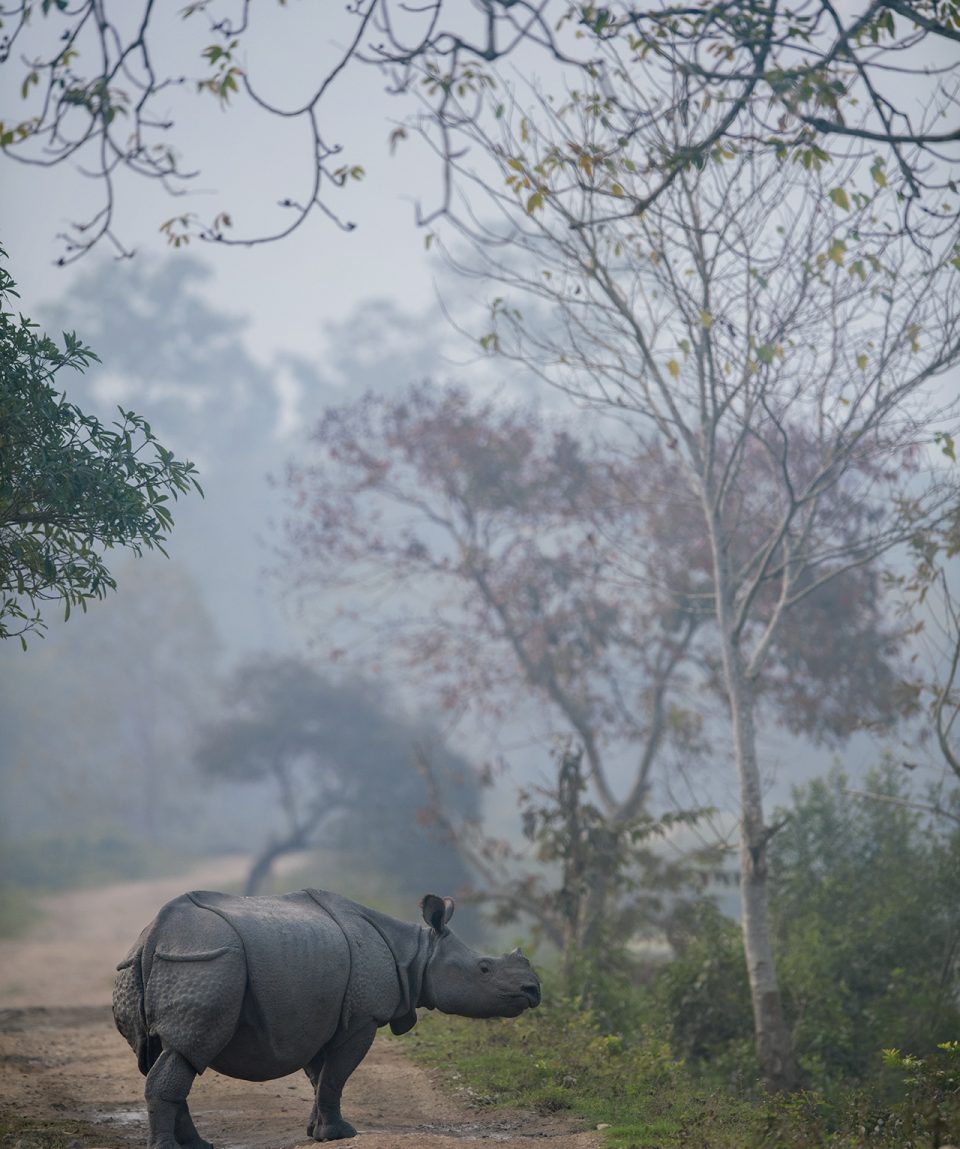 _AK92127_ABhilashKar_Rhino_Kazi