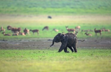 Elephant Calf