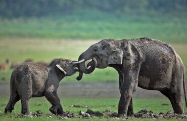 Elephant Calves