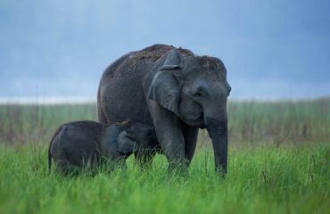 Elephant Mother