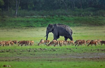 Elephant and Deer