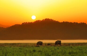 Elephants at Sunset