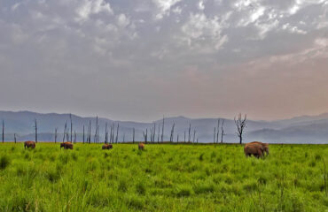 Elephants in Grass