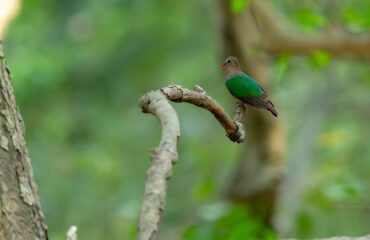 Emerald Dove