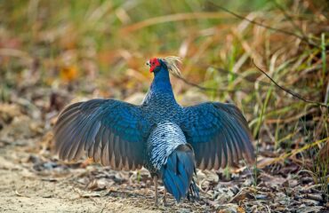 Khalij Pheasant