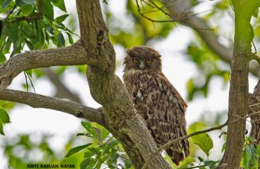 Owl in Tree