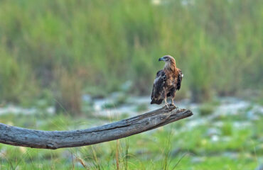 Pallas Fish Eagle