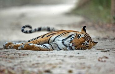 Sleepy Tiger Sub adult