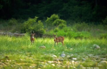 Spotted Deer in Grass