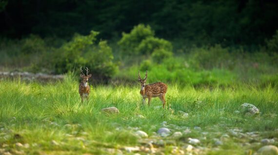 Spotted Deer in Grass