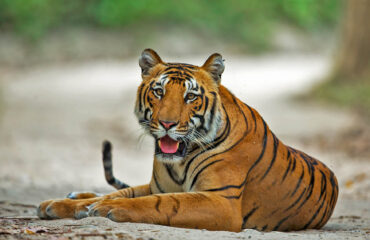 Sub Adult Tiger