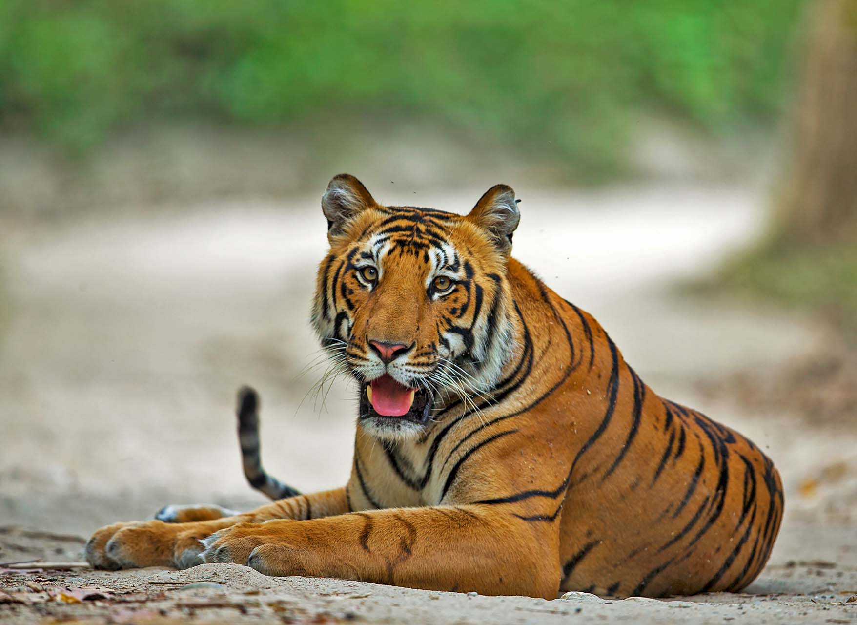 tiger travel and tours