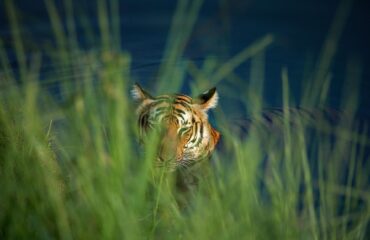 Tiger in water