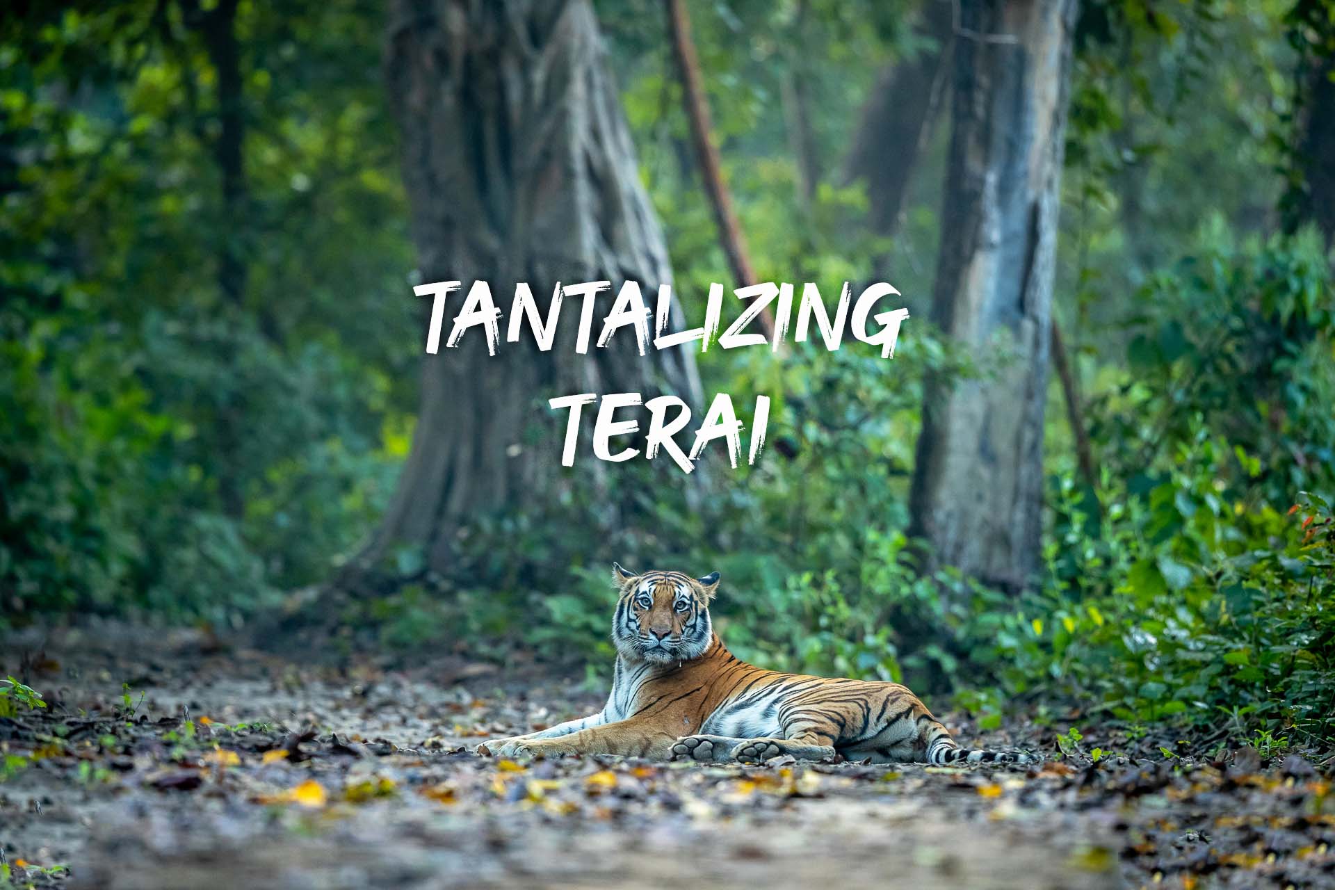 Dudhwa Tiger