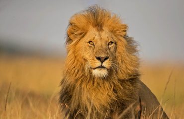 Magical Masai Mara Lion