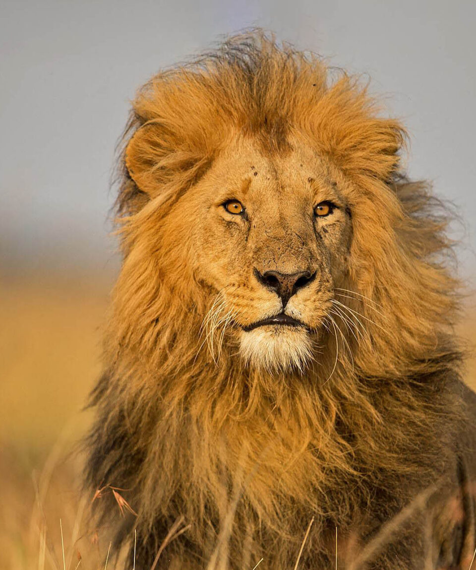 Magical Masai Mara Lion