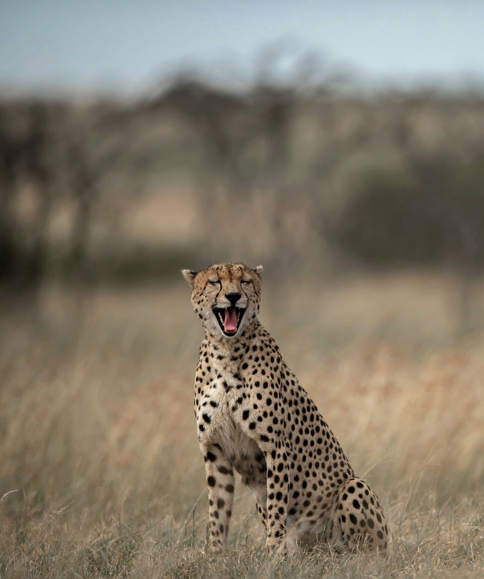 Masai Mara Cheetah