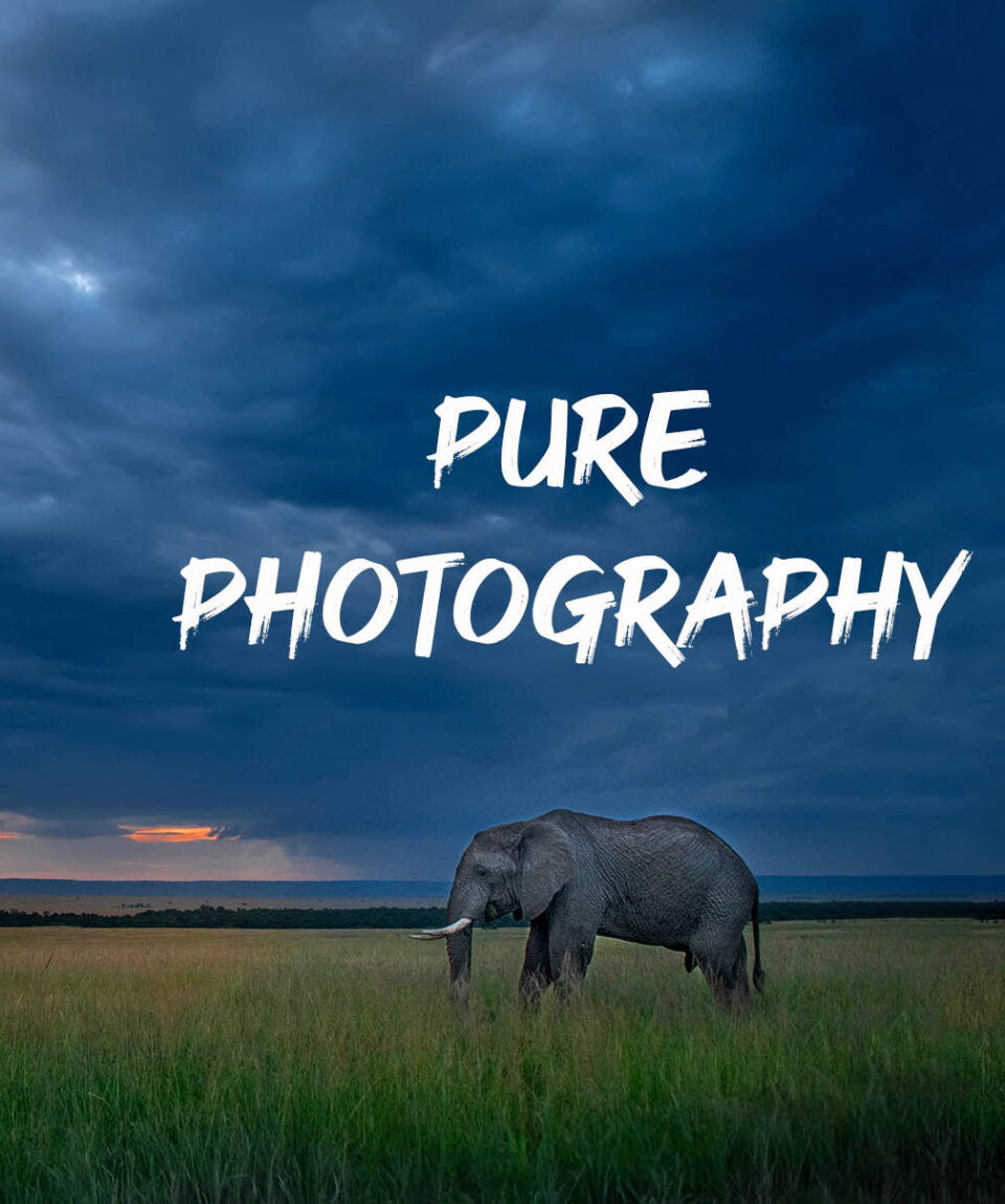 Masai Mara Elephant