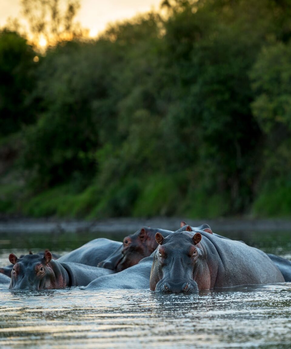 Masai Mara Hippos