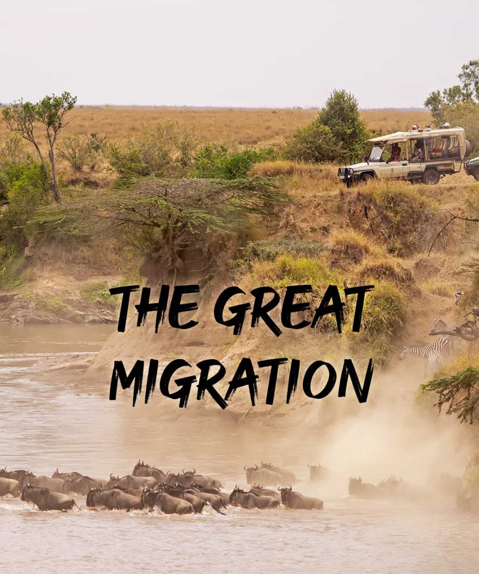 Masai Mara Migration