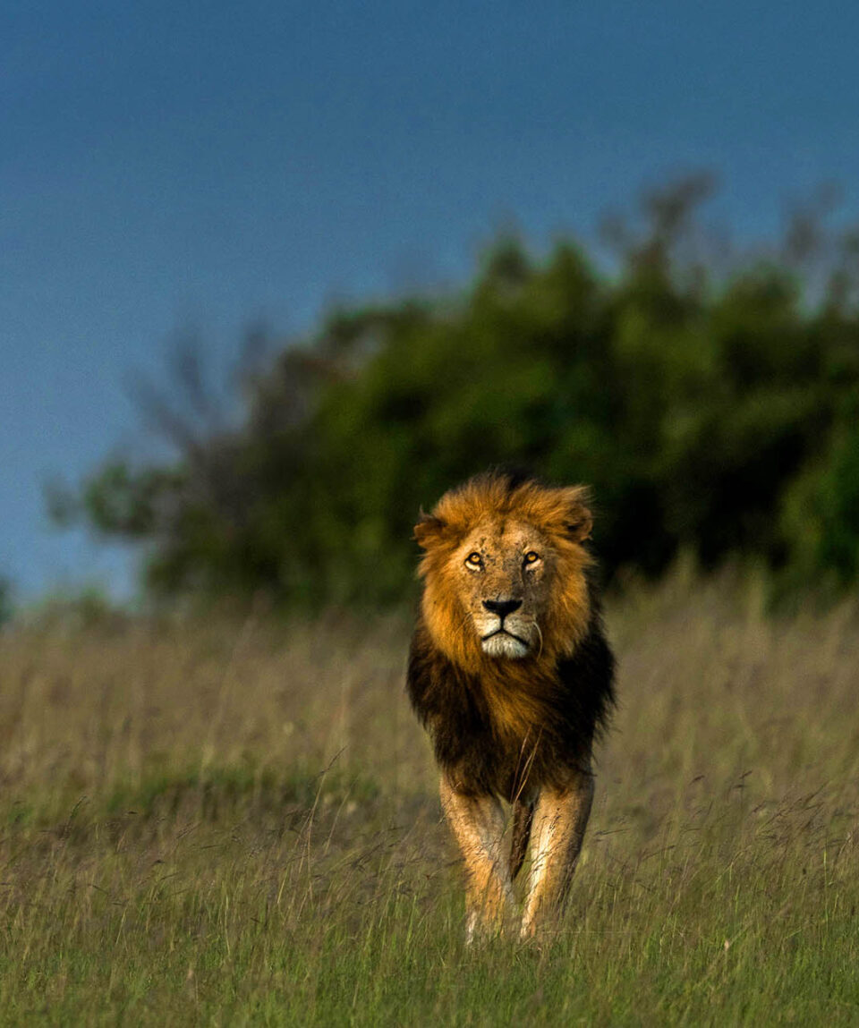 Masai Mara lion