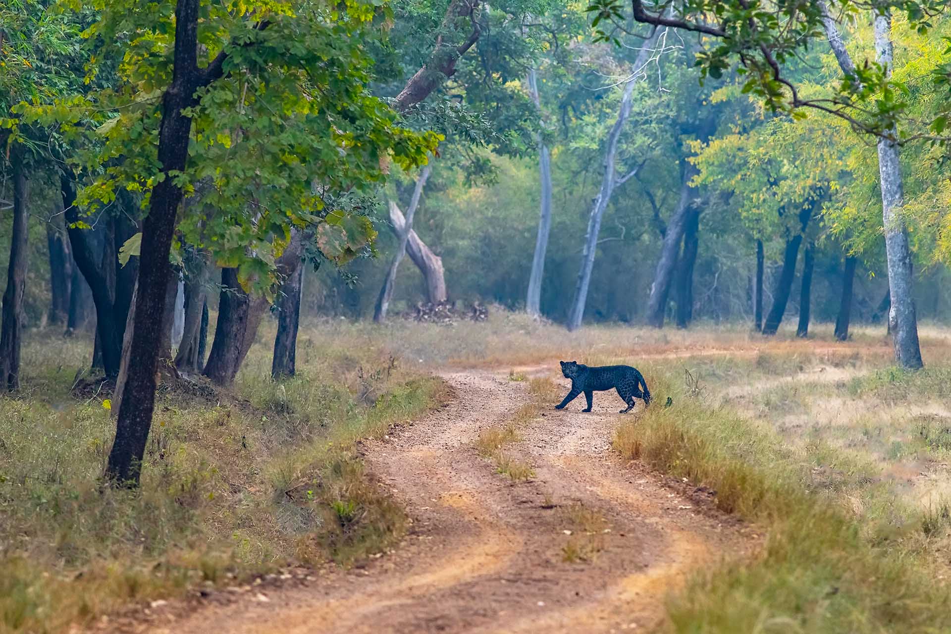 Black Panther Habitat 