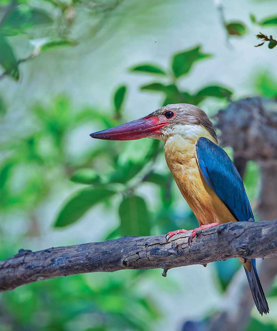 Ranthambore Stork Billed Kingfisher