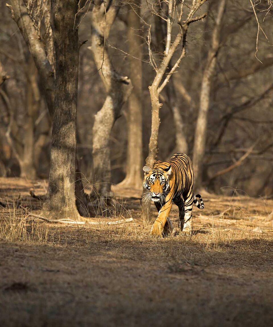 Ranthambore Tiger