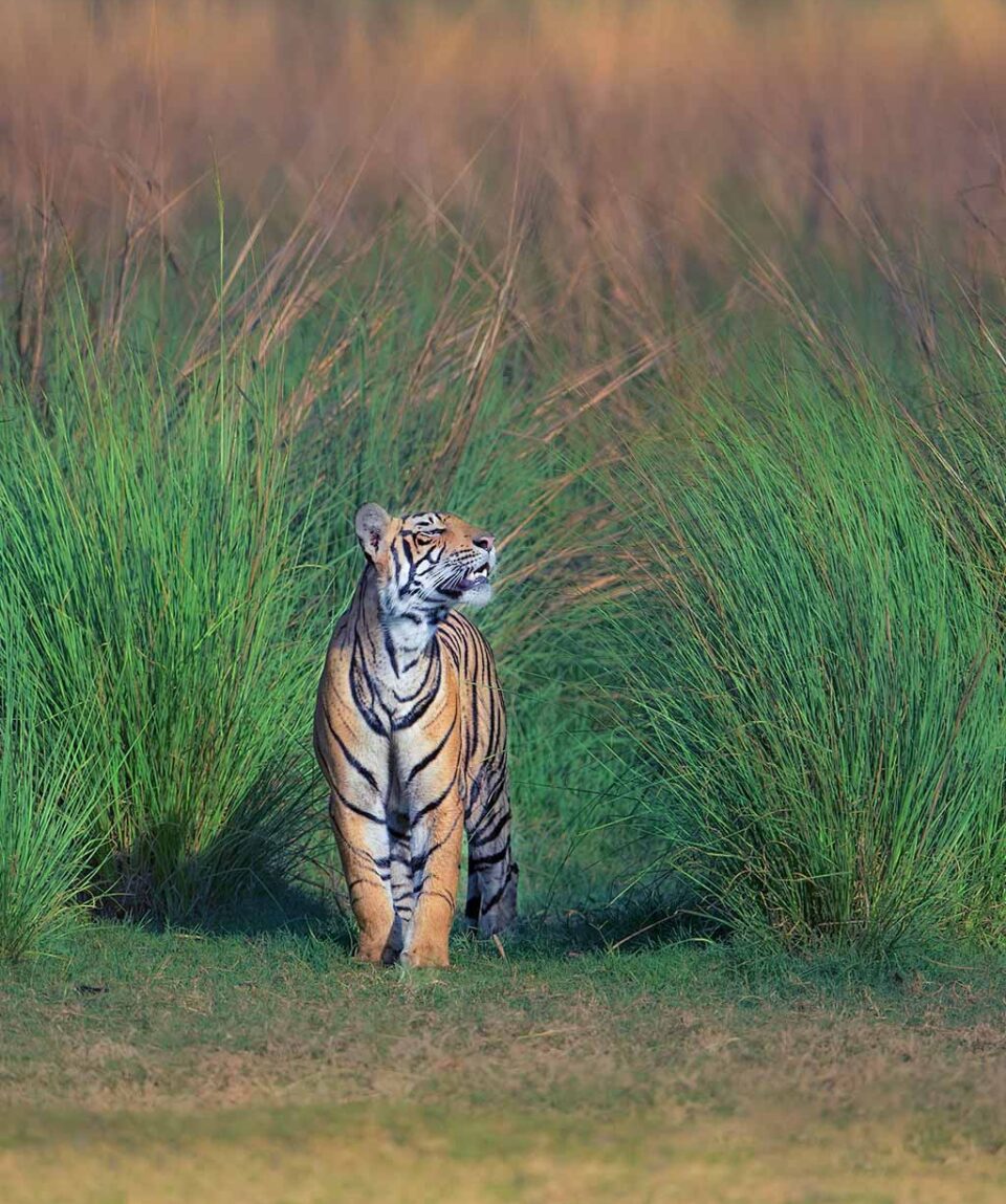 Ranthambore Tigeress