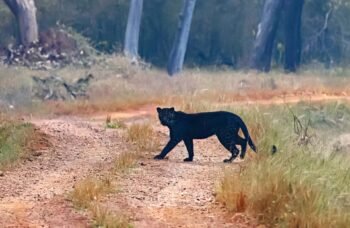 Tadoba Black Panther