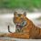 Best Tiger Safaris and Photography destinations