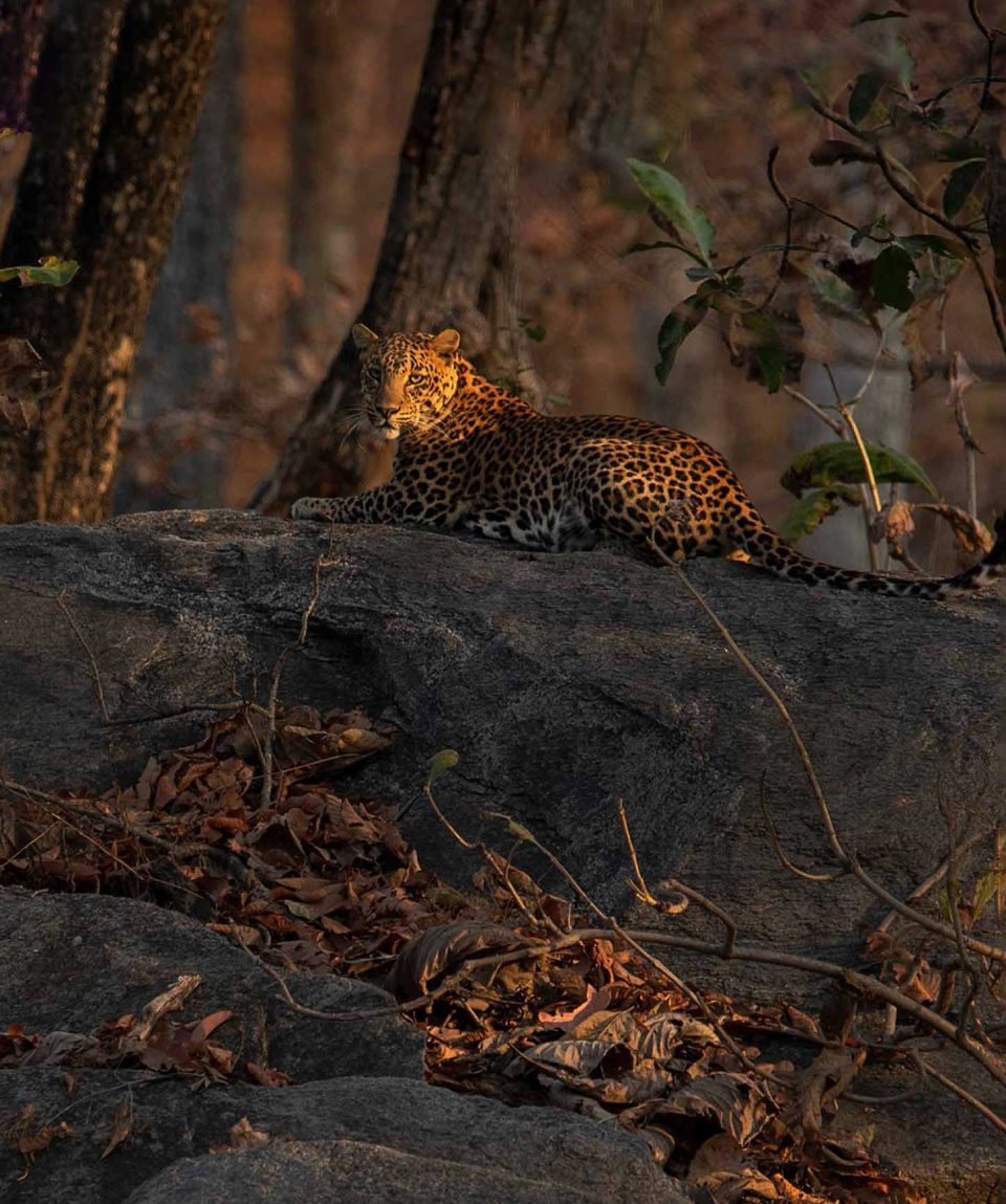 Leopard GoldenLight