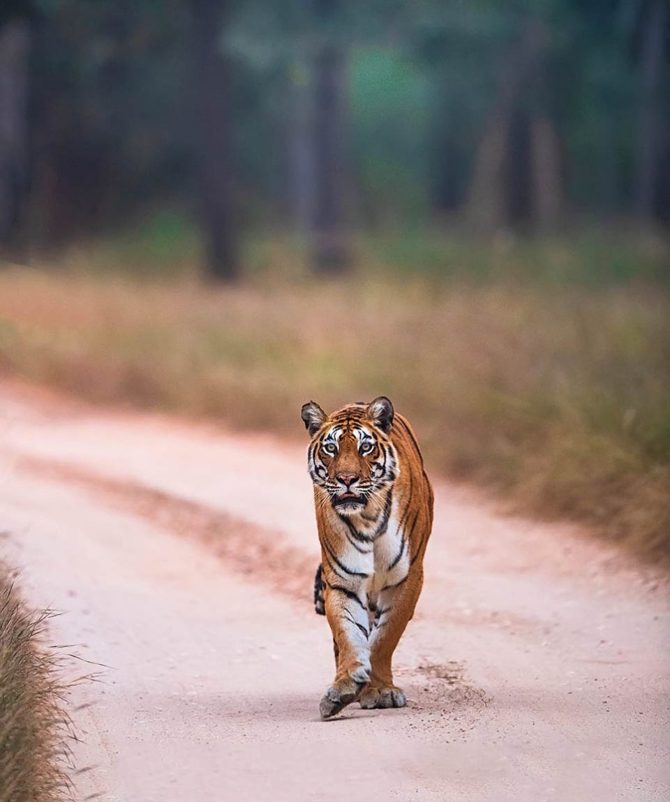 Pench-Tiger