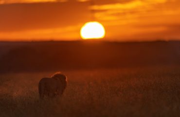 lion-in-kenya-safari-monks