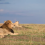 Best Time to Visit Masai Mara for Big Cat Sightings