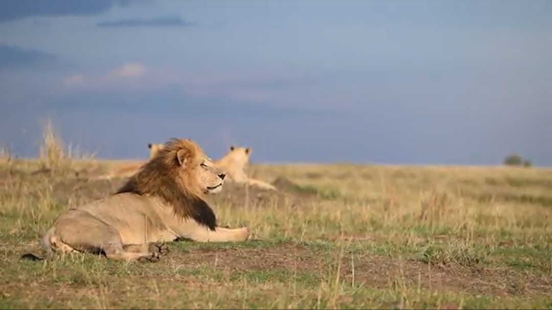 Masai Mara for Big Cat Sightings